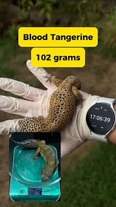 31K views · 346 reactions | Big Geckos for the Big Boys | Size vs. Coloration 樂 | Hidden Geckos | Facebook