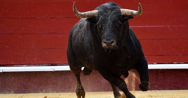 Morte de forcado no Campo Pequeno reacende polémica sobre touradas