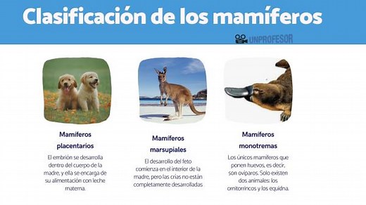 Clasificación de los mamíferos - LISTA completa   FOTOS!!