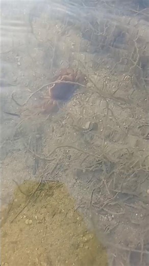 welcome to new block jungle survivors old unblock Khaliamunda