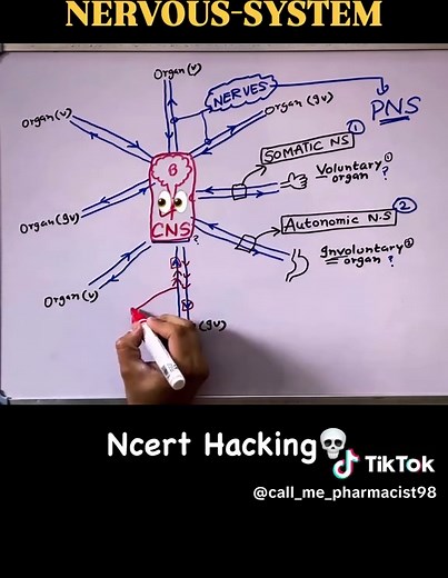 Understanding the Nervous System: A Medical Overview