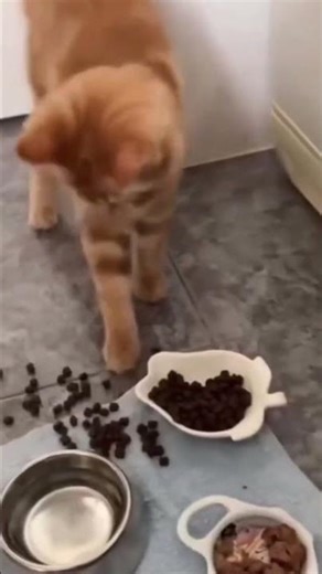 Only Real Cat Lovers Will Subscribe 😼