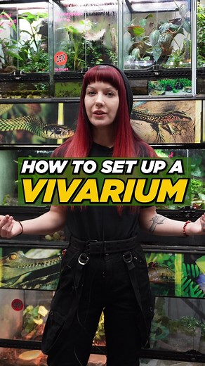 All Reptiles on TikTok