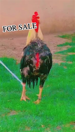 Ch.Aseel.Farm on TikTok