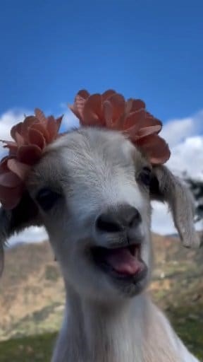 507K views · 7K reactions | Suara anak domba lucu. #suara #sound #soundviral #domba #goat #goats #kambing #lamb #sheep #lucu #funny #viral #fyp | Turunan Kidul Official | Facebook