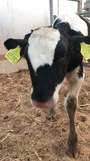 Expert Tips for Successful Calf Rearing on the Farm