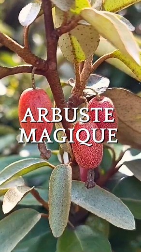 🍃Cette plante nourrit ton jardin… et toi en même temps ?!🌱 Tu veux un jardin plus autonome, plus résilient… et nourricier ? Découvre l’Éléagnus ! Cet arbuste incroyable donne de petits fruits comestibles ET enrichit naturellement ton sol. Fixateur d’azote, résistant à la sécheresse, aux sols pauvres, et bon pour les abeilles : il a tout bon. Dans cette vidéo, je t’explique pourquoi l’Éléagnus mérite une place dans ton potager en permaculture ou ta haie fruitière ! Tu connaissais ? Tu en as déj