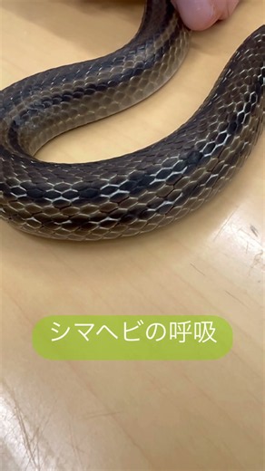 ［壱の型］シマヘビの呼吸（江別市）