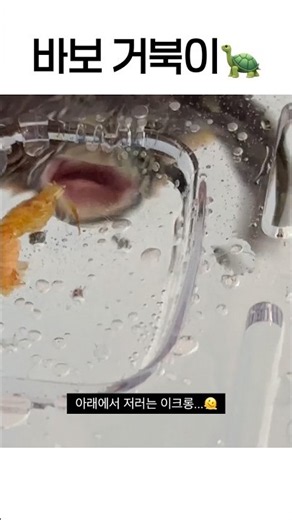 바보 거북이🐢