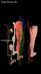 389K views · 6.1K reactions | Anatomy of the Human Leg with all its...