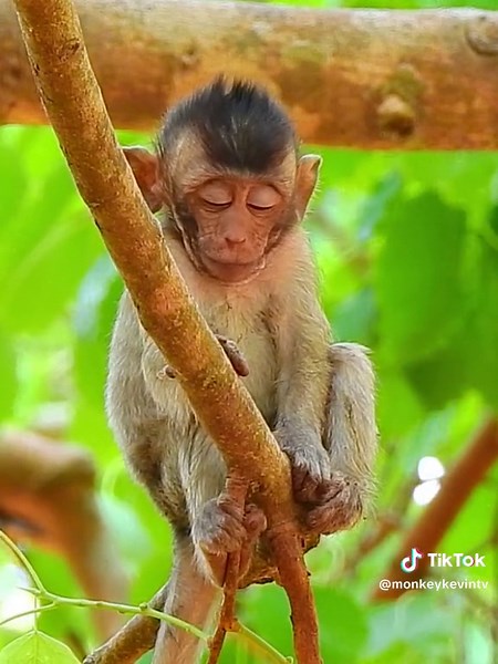 monkeyanna on TikTok