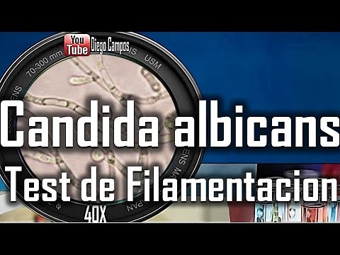Test de filamentacion -Candida albicans(tubo germinal)
