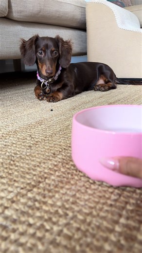 Adorable Mini Dachshund Reacts to Sparkling Water
