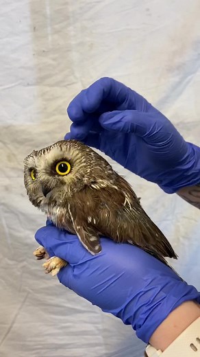 Have you ever seen an owls ear? Now you have! While examining patients, we thoroughly check the entire anatomy for any injuries, including the ears. Here is a Northern Saw-Whet Owl that was admitted after being caught by a cat, and as you can see, their ears are huge in comparison to their body! You can even see the skeletal anatomy with the base of the eye. The facial discs that owls have help tunnel sound towards their ears, which they heavily rely on to hunt and listen for prey. 🦉 #owl #nort