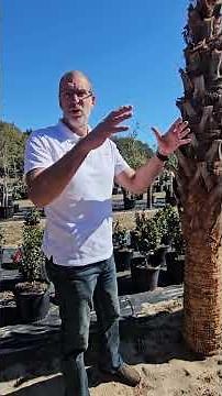 Regenerated Sabal Palms #floridalandscaping #palmtrees #northwestflorida