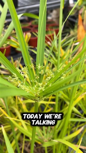 🌱 Spotlight on Umbrella Plants, Cyperus alternifolius, at Falling Water Gardens 🌱 Perfect for ponds, water gardens, and bogs, this plant loves wet feet in up to 18 inches of water. It’s straightforward to care for, staying green all year in warm spots, and sporting umbrella-like foliage that adds a tropical vibe to your water features. 🌤️ Sun, Shade, Water? No fuss! Full sun to part shade works for this one, and it’s happy as long as its roots are moist. Low on maintenance, just keep it water