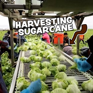 Harvesting Takes Hardworking & Dedicated People! 🥬 | Millennial Farmer