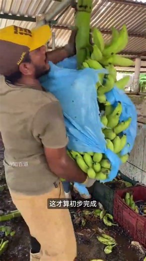 香蕉採收不簡單，採完為何要砍樹