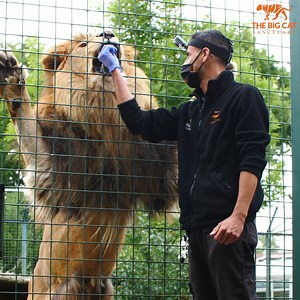 15K views · 1.4K reactions | 女 Have you ever wondered what it's like to feed a lion? 李 Ricky our keeper gives you a first-hand experience of what it's like up close and personal with Kasanga, our African Lion! | The Big Cat Sanctuary | Facebook