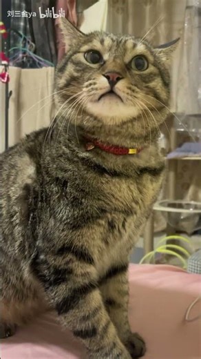 🐱Why don’t you have a accent?