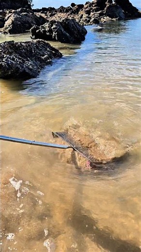 Finding treasure in the sea. We found squid!!