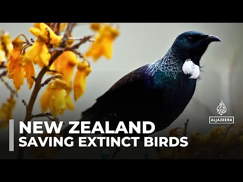 Saving New Zealand's birds: Conservationists keep species from going extinct