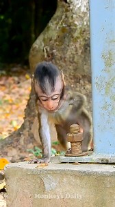 455K views · 10K reactions | Great little newborn baby monkey very well playing | Monkeys Daily | Facebook