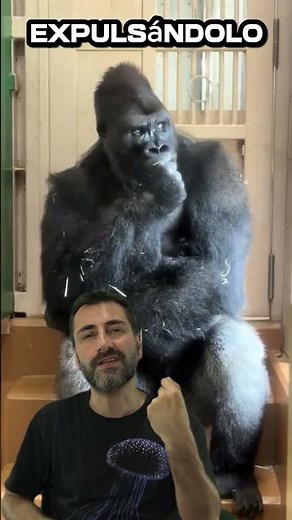 A GORILLA DOES SOMETHING INCREDIBLY HUMAN After Being Dumped by His Partner
