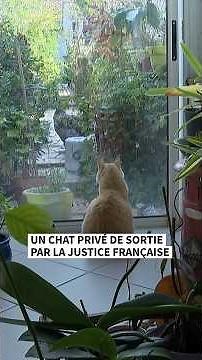 Un chat interdit d'aller chez le voisin par la justice française