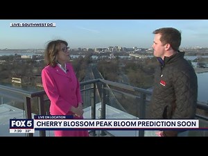 DC region ready to celebrate famous cherry blossoms for 2022 season | FOX 5 DC