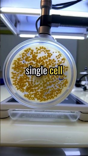 How Bacteria Multiply Faster Than You Think!