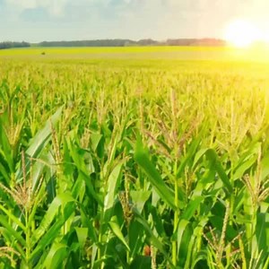 It's Corn on the Cob Day! What's the correct way to eat corn on the cob in your house? | ABC7NY