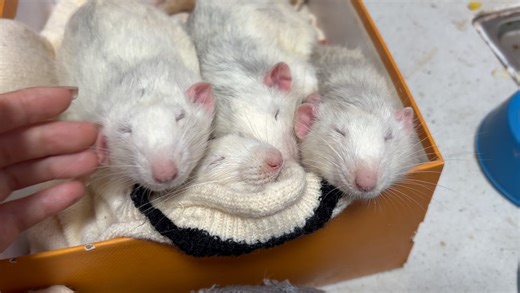 花枝鼠：bro的情谊都在叠叠鼠上