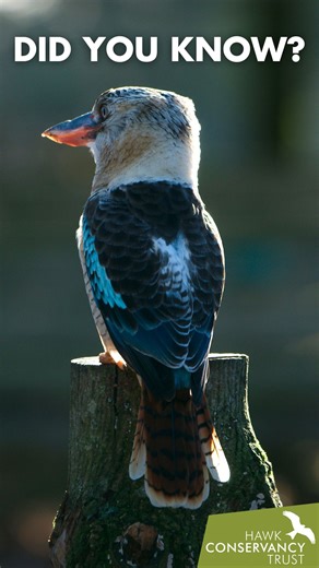 You've heard of the laughing Kookaburra, what about the manically cackling Kookaburra?! 🤪 Join Bird Team member Jillian with our Blue-winged Kookaburra Diego to hear how these unique birds have earnt themselves some interesting nicknames... we recommend sound on for this one! 💙🔊 #FridayFacts | Hawk Conservancy Trust