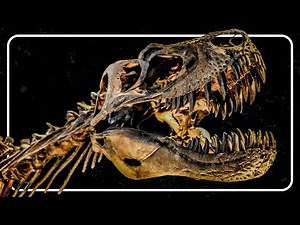 Unique Reptile Evolutions: From Dinosaur To Bird