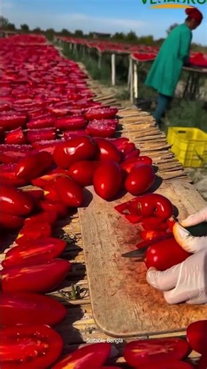 টমেটো শুকিয়ে অসময়ে বেশি দামে বিক্রি করে লাভবান হচ্ছে কৃষক | Tomato fruit