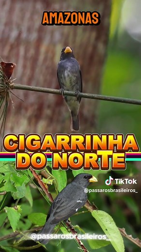 A cigarrinha-do-norte: Conheça essa ave passeriforme!