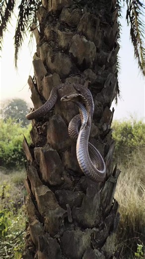 Short_snake | Snake in tree 🌴 | Instagram