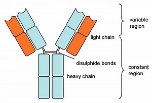Types of Antibodies in Blood | Properties, Structures & Functions | BioExplorer