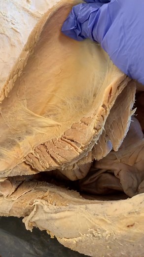 Understanding the Four Basic Tissues in Anatomy