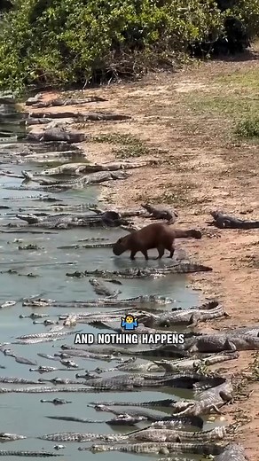 . . #Facts #DidYouKnow #interestingfacts #TrueFacts #DailyFacts #WorldFacts #FactLovers #FactWorld #ScienceFacts #HistoryFacts #AnimalFacts #FunFacts #ViralFacts | The wise Frogg