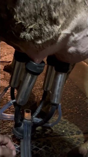 Day16 #hfcow #cow #dairyfarm #farming #dairy #farm #milking #holstein