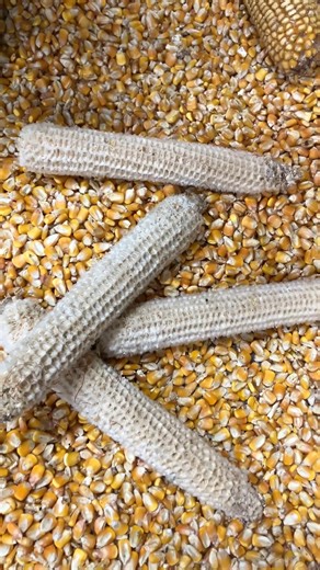 This maize thresher is manually operated, no electricity consumption, environmental protection and energy saving.#thresher #machinery #farmer #dawnagro | Dawn Agro Machinery