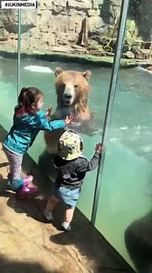 8.2M views · 187 reactions | A couple of bears started jumping in water excitedly when they saw two kids outside their exhibit in the zoo. The toddlers too looked thrilled at seeing the bears do this cute jump dance. More animal stories: https://abcstlouis.com/features/for-pets-sake | The National Desk - TND | Facebook