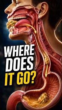 What Happens When You Swallow Food? Digestive System Explained | Anatomy Uncovered