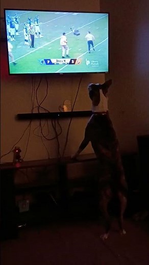 Funny dog commercials