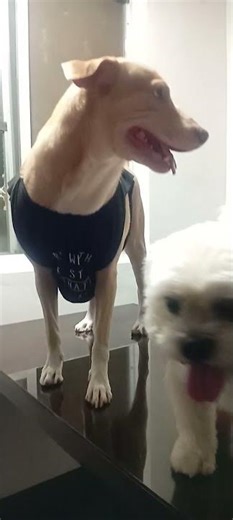 House Invaders- pawsitivity