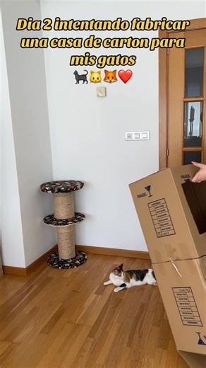 Alejandra Pampliega on Instagram: "|DIA 2 INTENTANDO FABRICAR UNA CASA DE CARTÓN PARA MIS GATOS| #gatos #gatosdoinstagram #gatosdeinstagram #gato #gatosdelmundo #gatoslindos #gatoshumor"