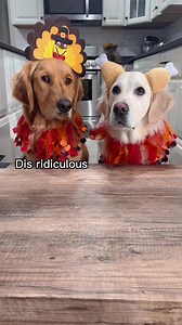 534K views · 10K reactions | A turkey themed food review #turkey #thanksgiving #foodie #dogs #doglife #doggo #funny #goldenretriever #holiday | Maple Sweet Golden | Facebook
