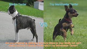 Boston Terrier vs. Toy Manchester Terrier: A Comprehensive Comparison